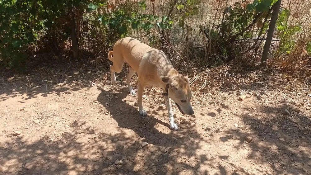 Zoo Kennel - Athens pet otel görseli 18