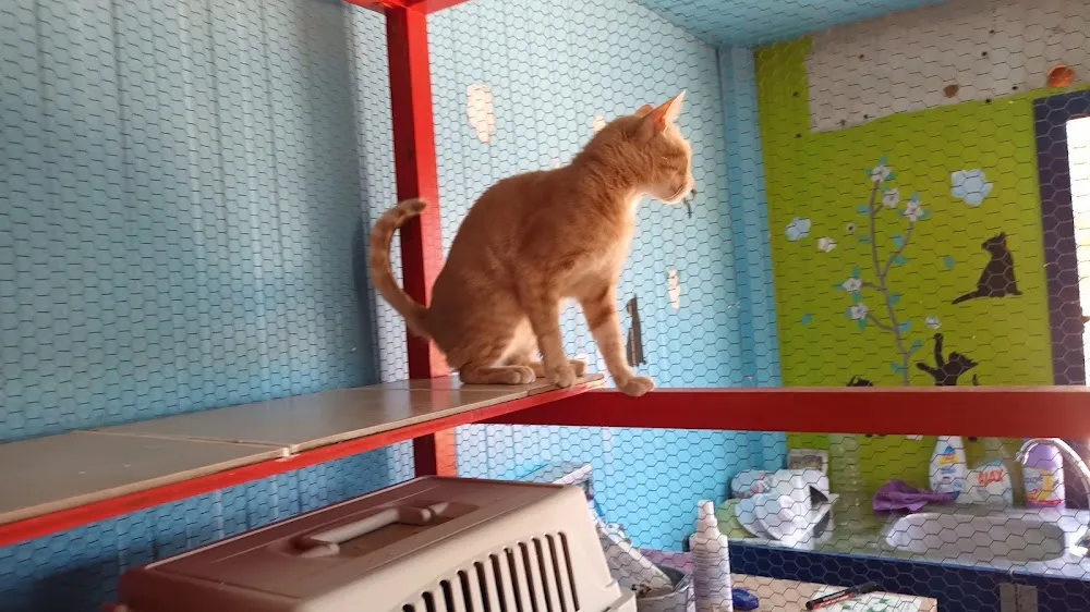 Zoo Kennel - Athens pet otel görseli 19