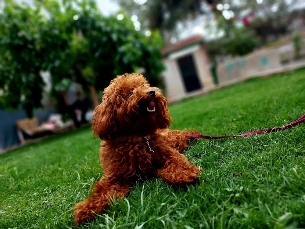 Atos Pati Köpek Oteli - Izmir pet otel
