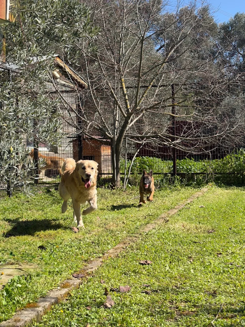 Atos Pati Köpek Oteli - Izmir pet otel görseli 3