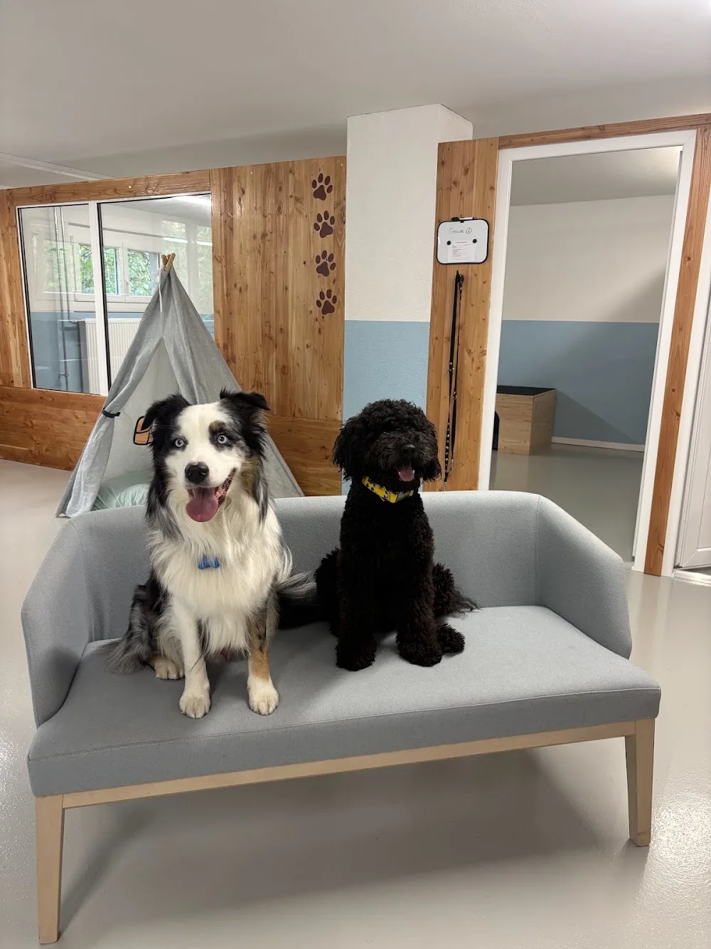 FriDogs Crèche Canine - Attalens pet otel görseli 2