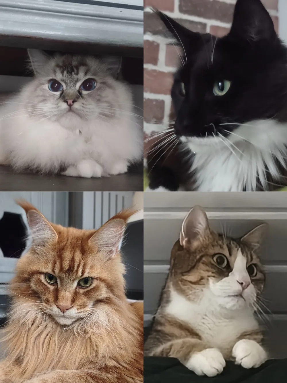 L'univers des animaux - Attalens pet otel görseli 3