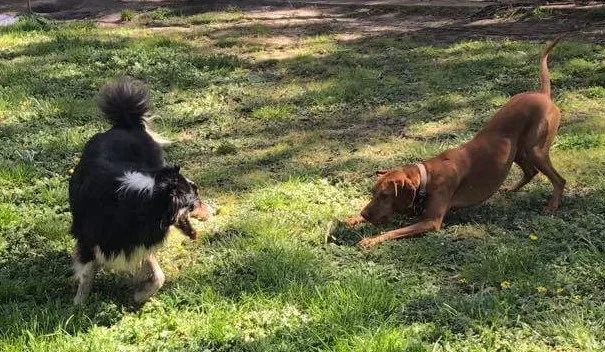 4 Paws Kennels & Cattery - Victoria pet otel
