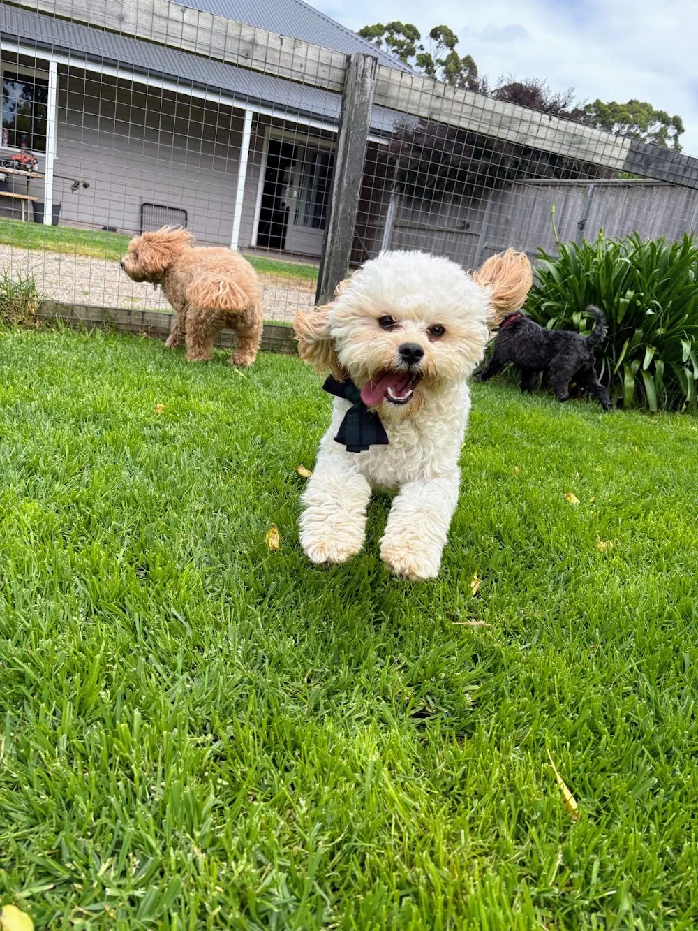 Bark Avenue Luxury Pet Resort - Victoria pet otel görseli 3