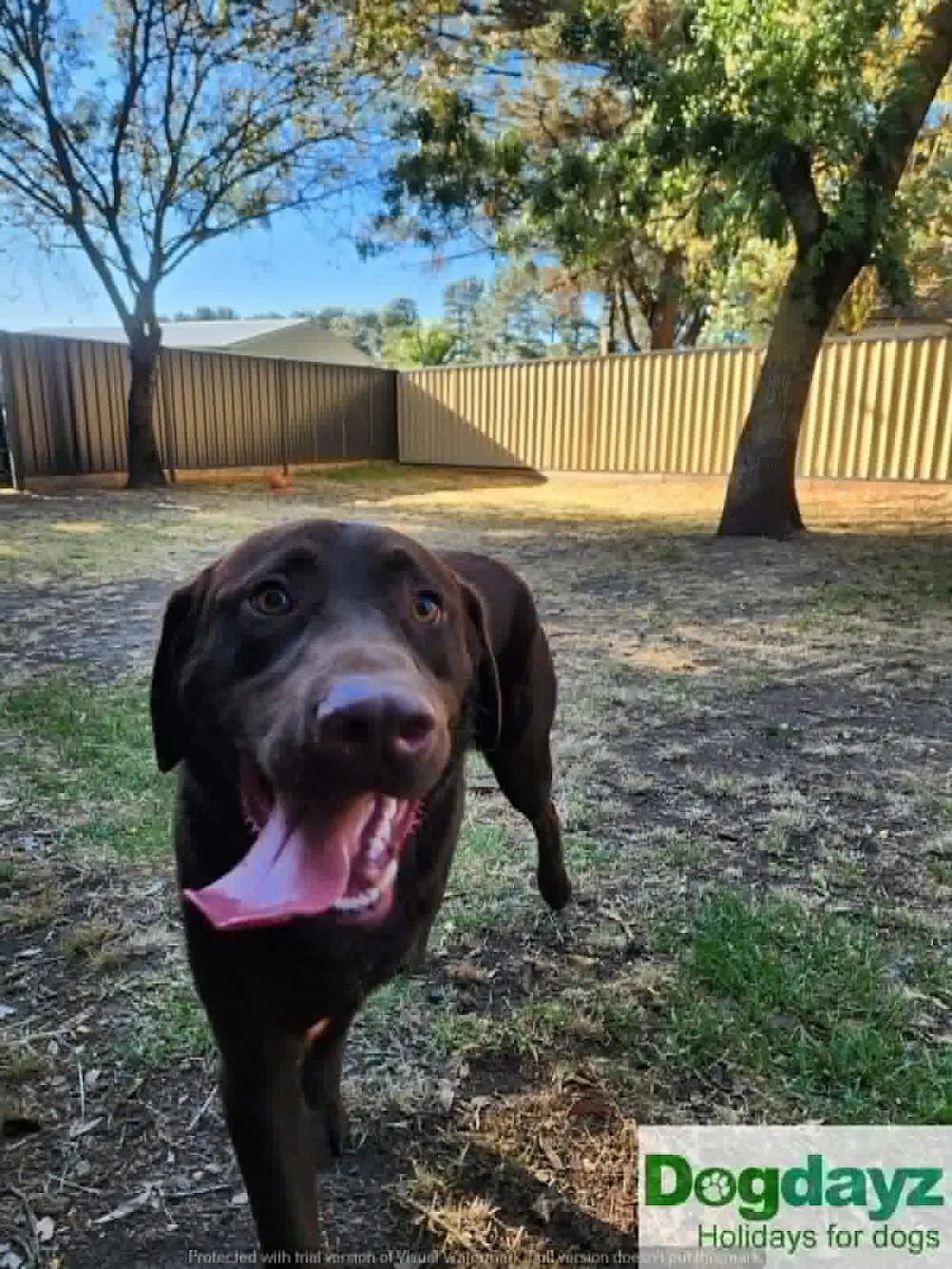 Dogdayz - Dog Boarding Greenvale - Victoria pet otel görseli 3