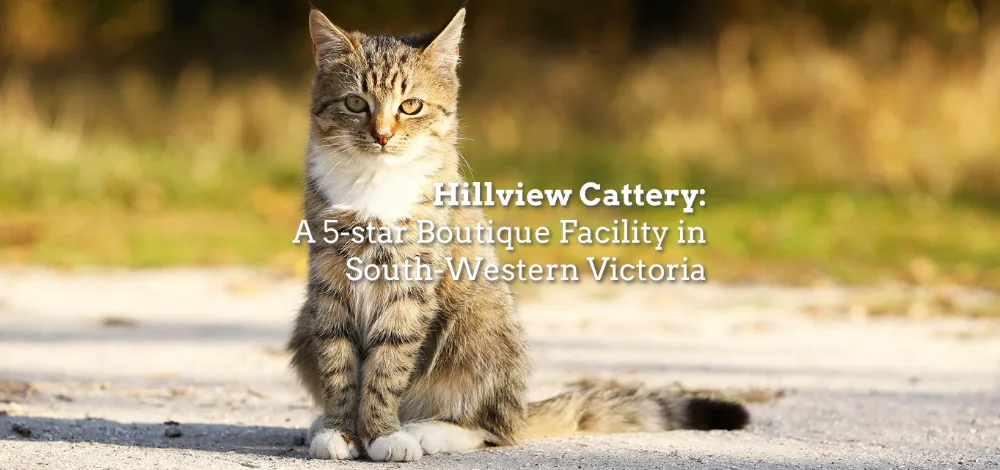 Hillview Farm 5 Star Boarding Cattery - Victoria pet otel