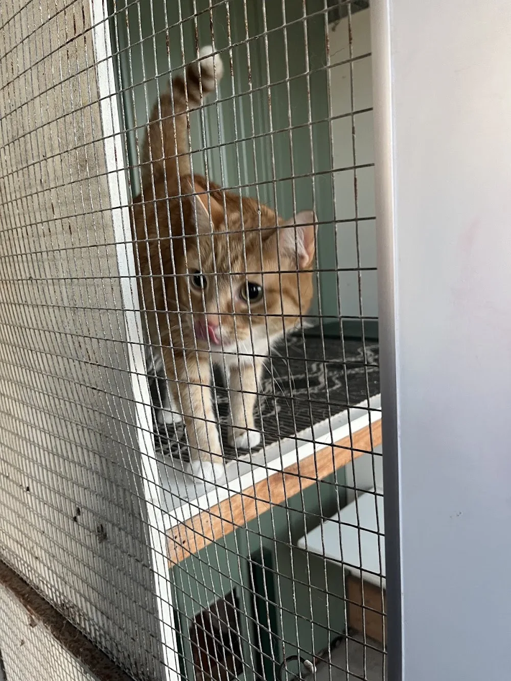 Hillview Farm 5 Star Boarding Cattery - Victoria pet otel görseli 3