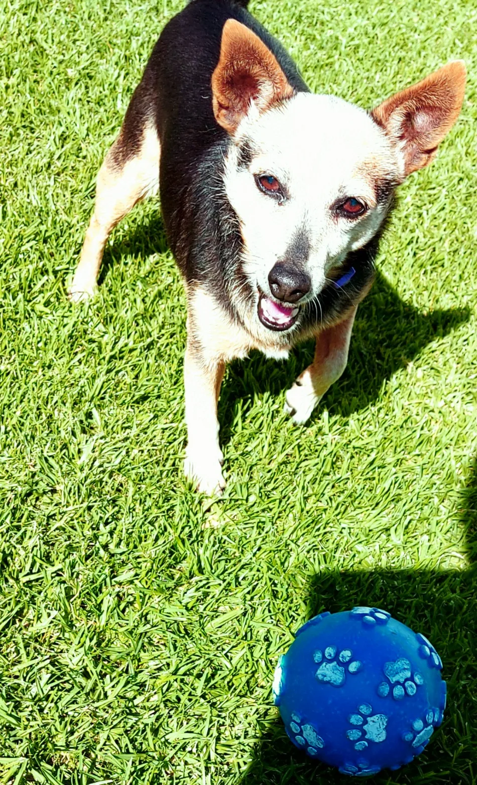 Killawarra Kennels & Cattery - Victoria pet otel görseli 6