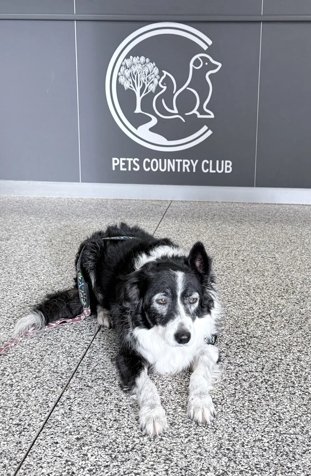 Pets Country Club - Victoria pet otel görseli 3