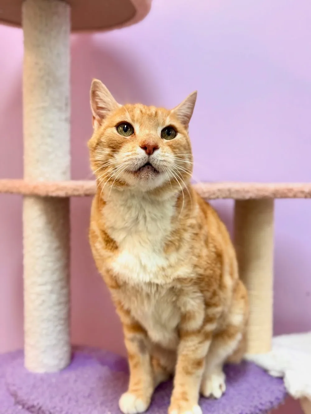 Strong Hearts Cattery - Victoria pet otel