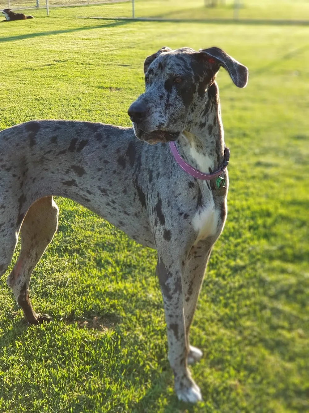 Yarrawonga Pet Resort - Victoria pet otel görseli 3