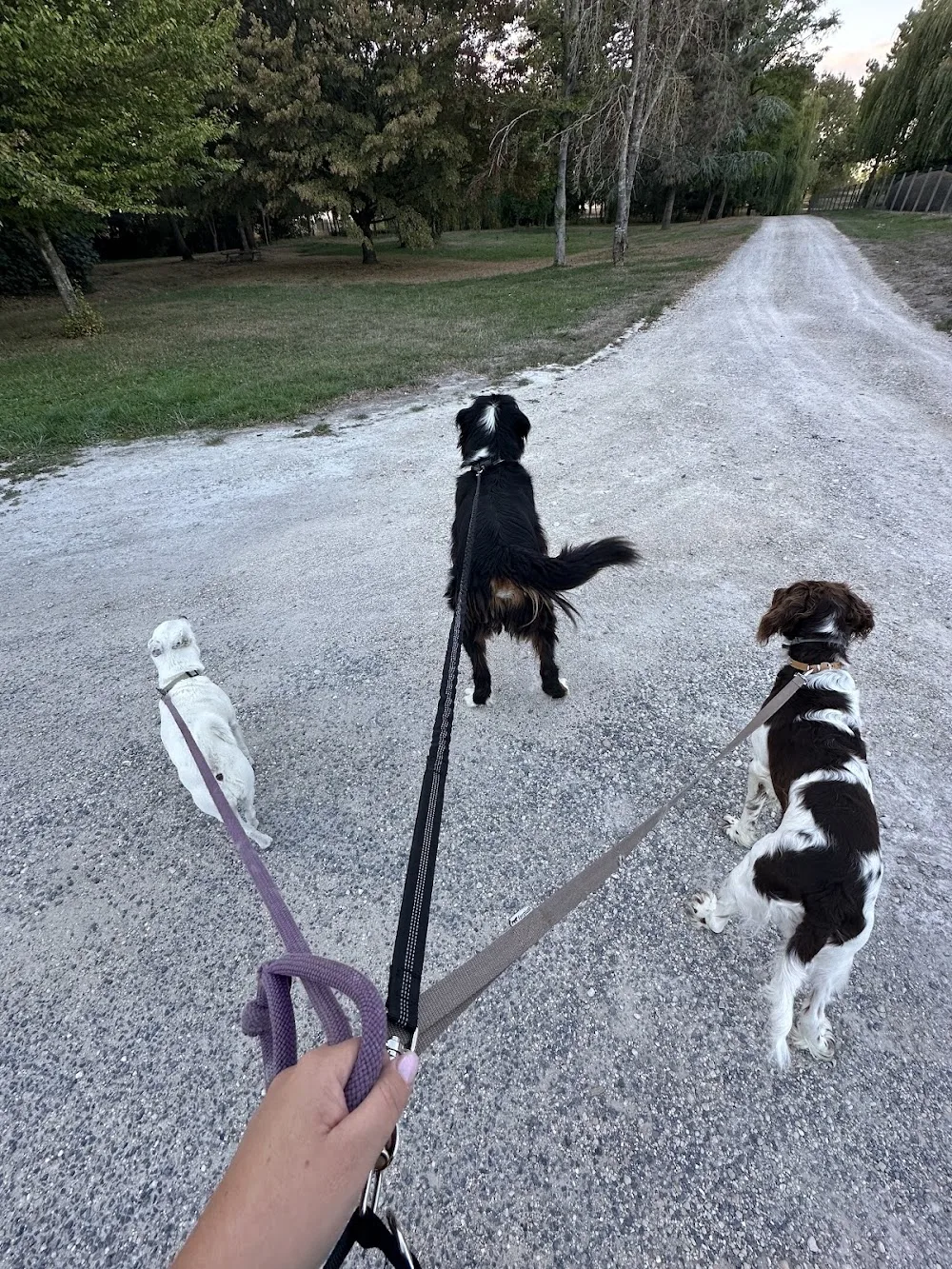 Au champs des compagnons - Aube pet otel