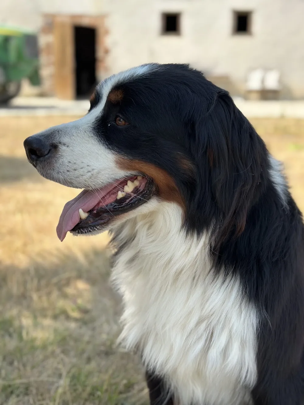 Au champs des compagnons - Aube pet otel görseli 3