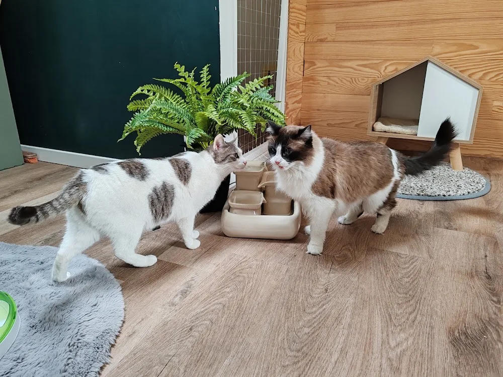La Mignonnerie Féline - Aube pet otel görseli 3