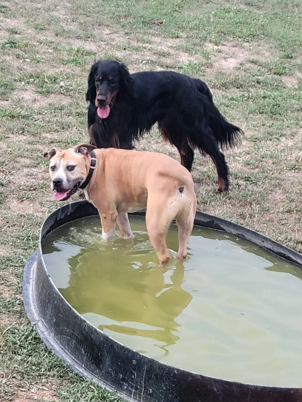 la pension de l’ecluse - Aube pet otel