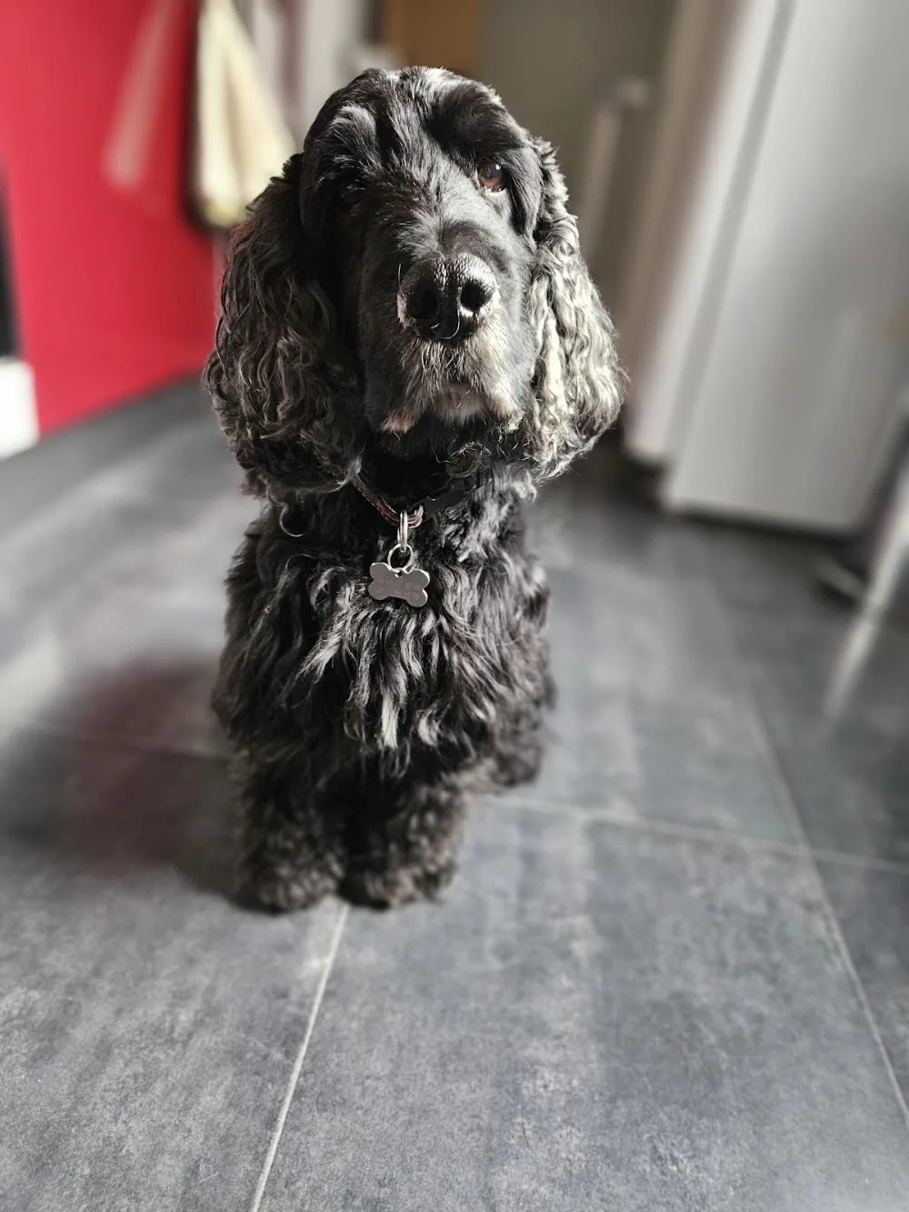 Truffes&compagnie - Aube pet otel görseli 3