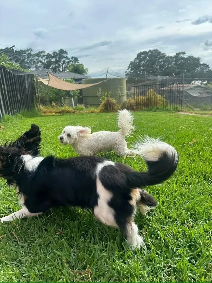 Auckland Kennel & Cattery - Auckland pet otel görseli 3