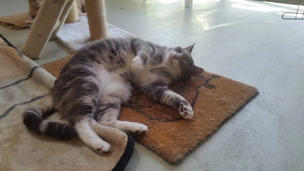 Bayswater Cattery - Auckland pet otel
