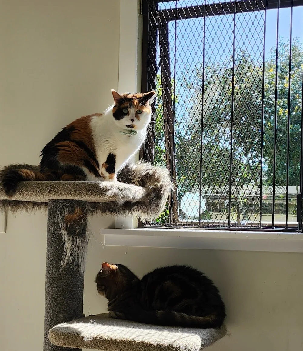 Bayswater Cattery - Auckland pet otel görseli 3