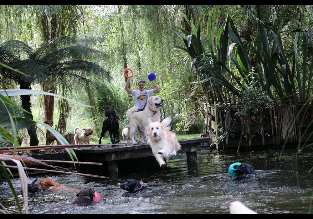 Bethells Farmstay Boarding Kennels - Auckland pet otel