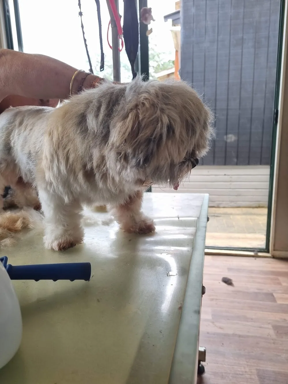 Bona Fido's - Doggie Daycare, Dog Grooming, Dog Boarding, In West Auckland - Auckland pet otel