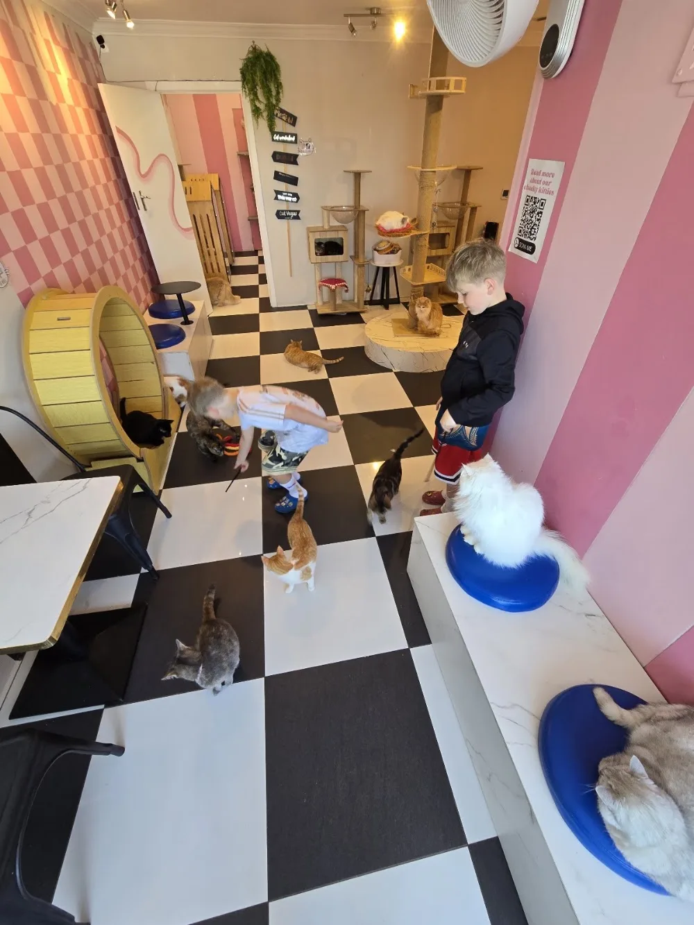 Cat Castle Cat Cafe & Hotel - Auckland pet otel