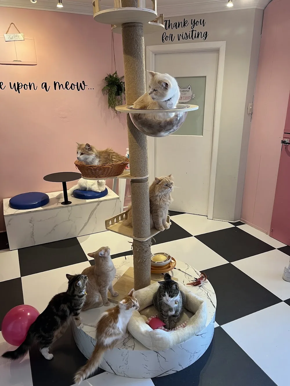 Cat Castle Cat Cafe & Hotel - Auckland pet otel görseli 3