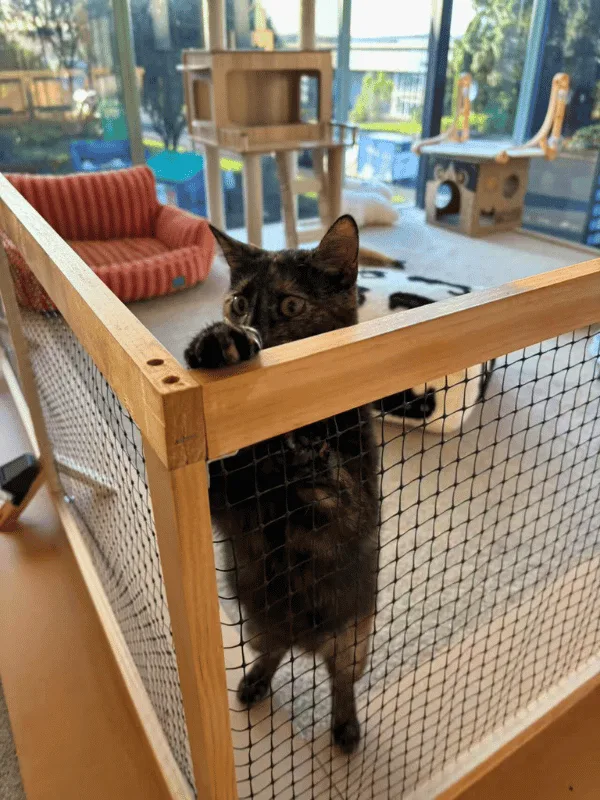 Catati - Cat Hotel & Cat Supplies - Auckland pet otel görseli 3