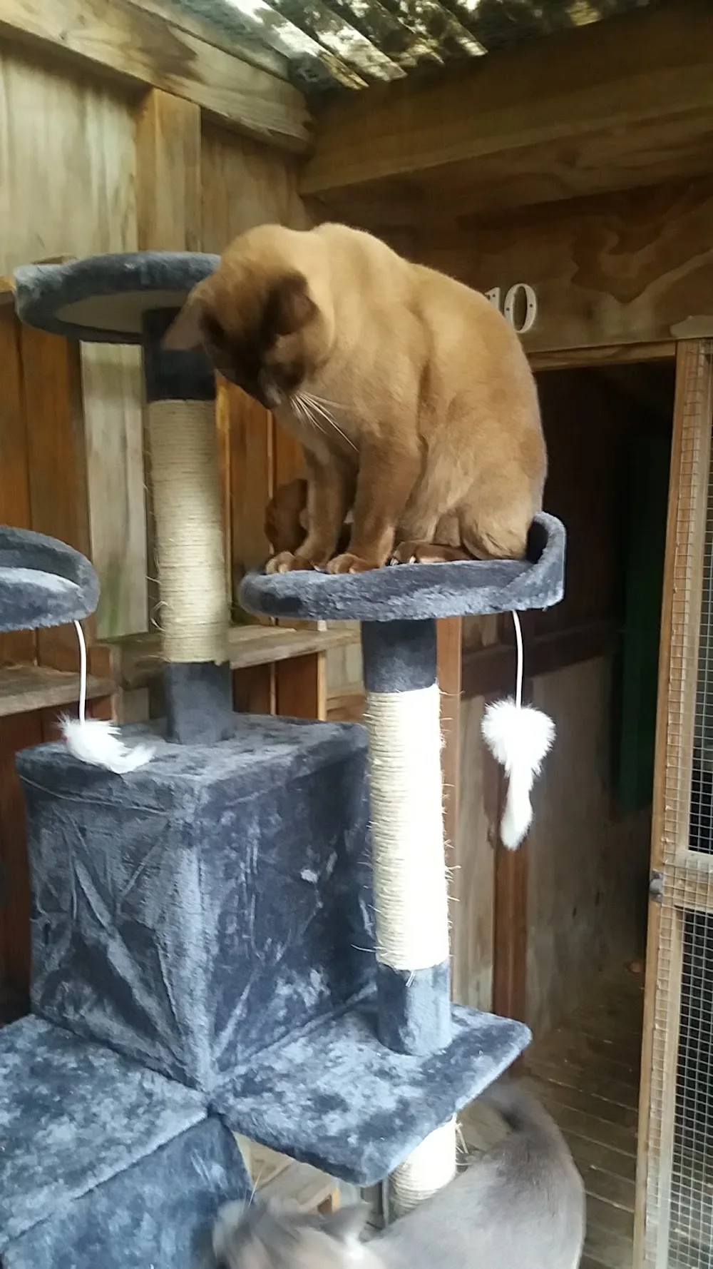 Catmandu Boarding Cattery & Vet - Auckland pet otel