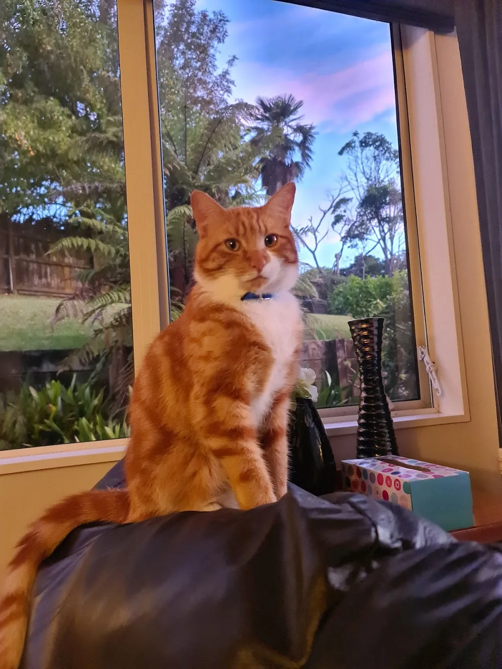 Catsablanca Boarding Cattery - Auckland pet otel