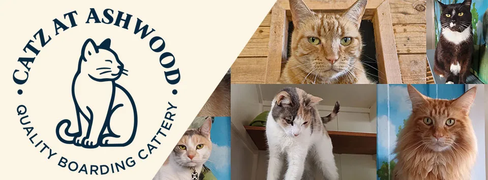 Catz at Ashwood Quality Boarding Cattery - Auckland pet otel