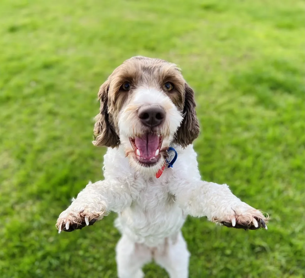 Creature Comforts Pet Resort NZ - Auckland pet otel