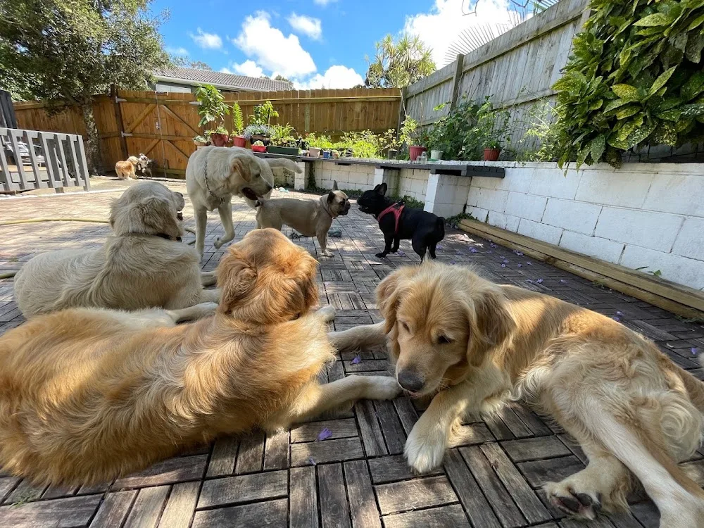 Doggy Nose Best - Home away from home Auckland, Glenfield - Auckland pet otel