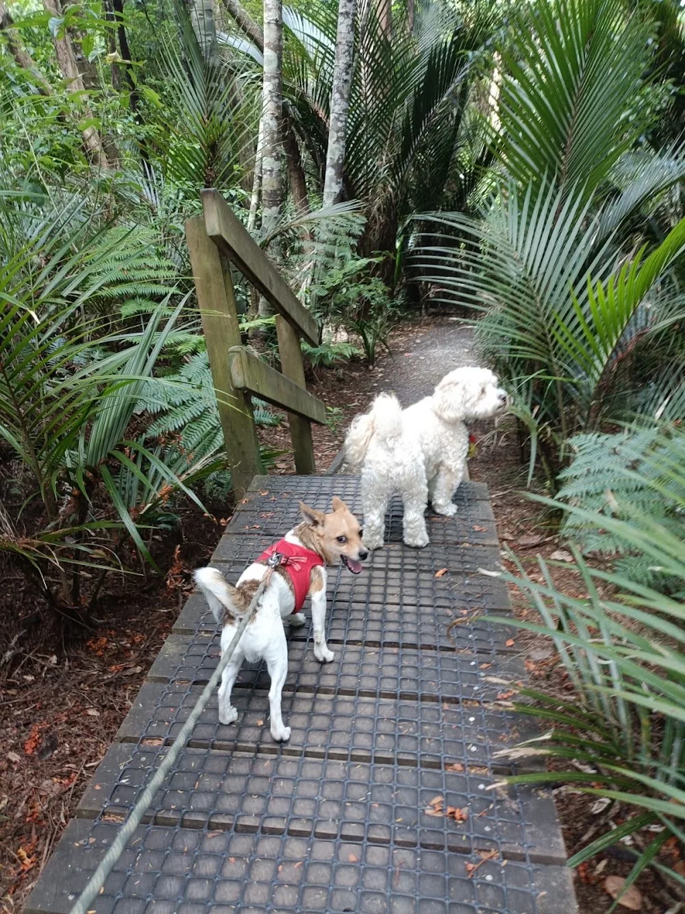 Doggy Nose Best - Home away from home Auckland, Glenfield - Auckland pet otel görseli 3