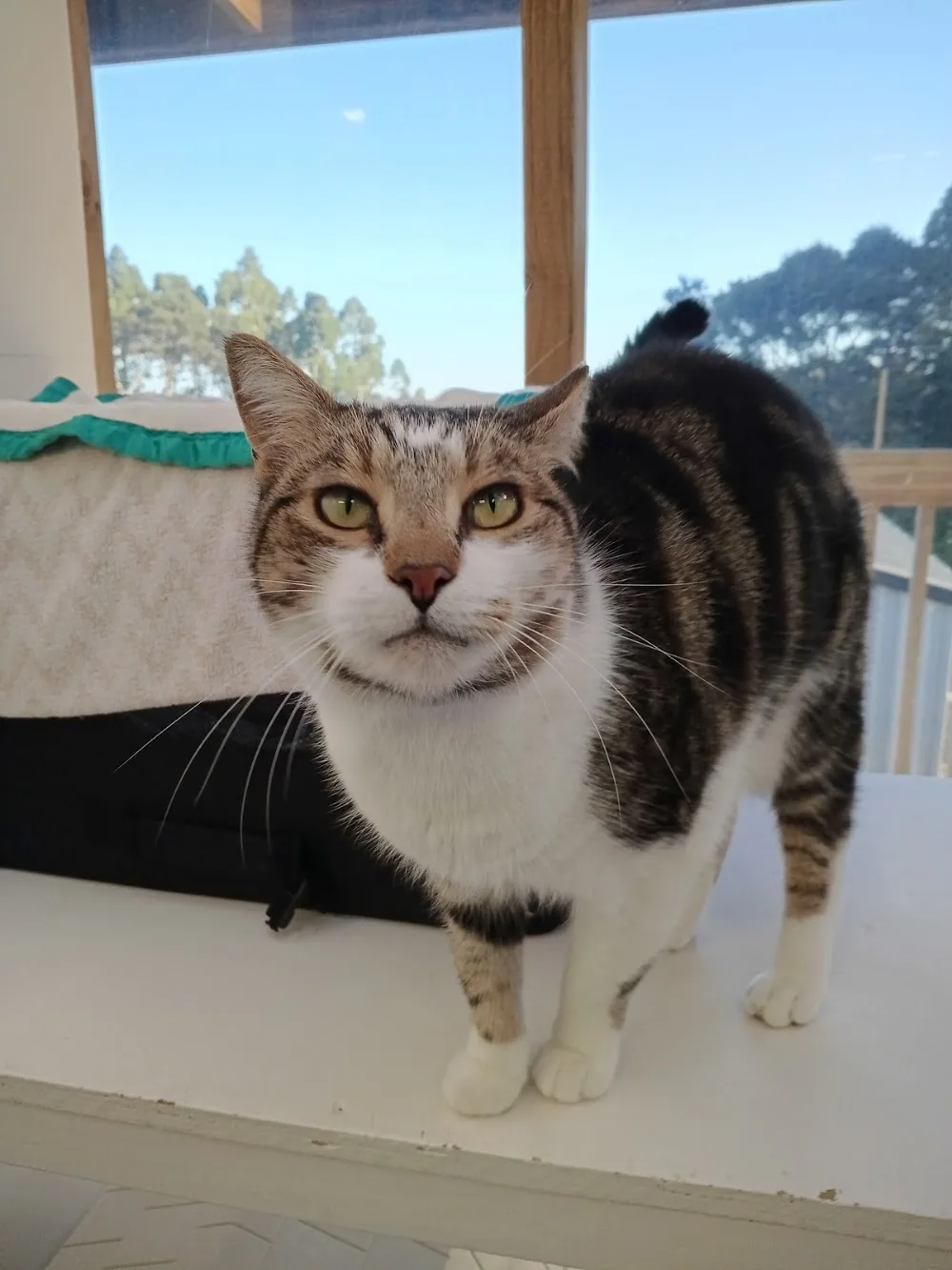 Finisterre Cattery - Auckland pet otel görseli 2
