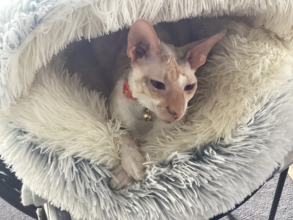 Finisterre Cattery - Auckland pet otel görseli 3