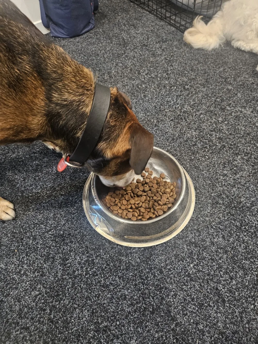 Happy Tails Auckland - Auckland pet otel