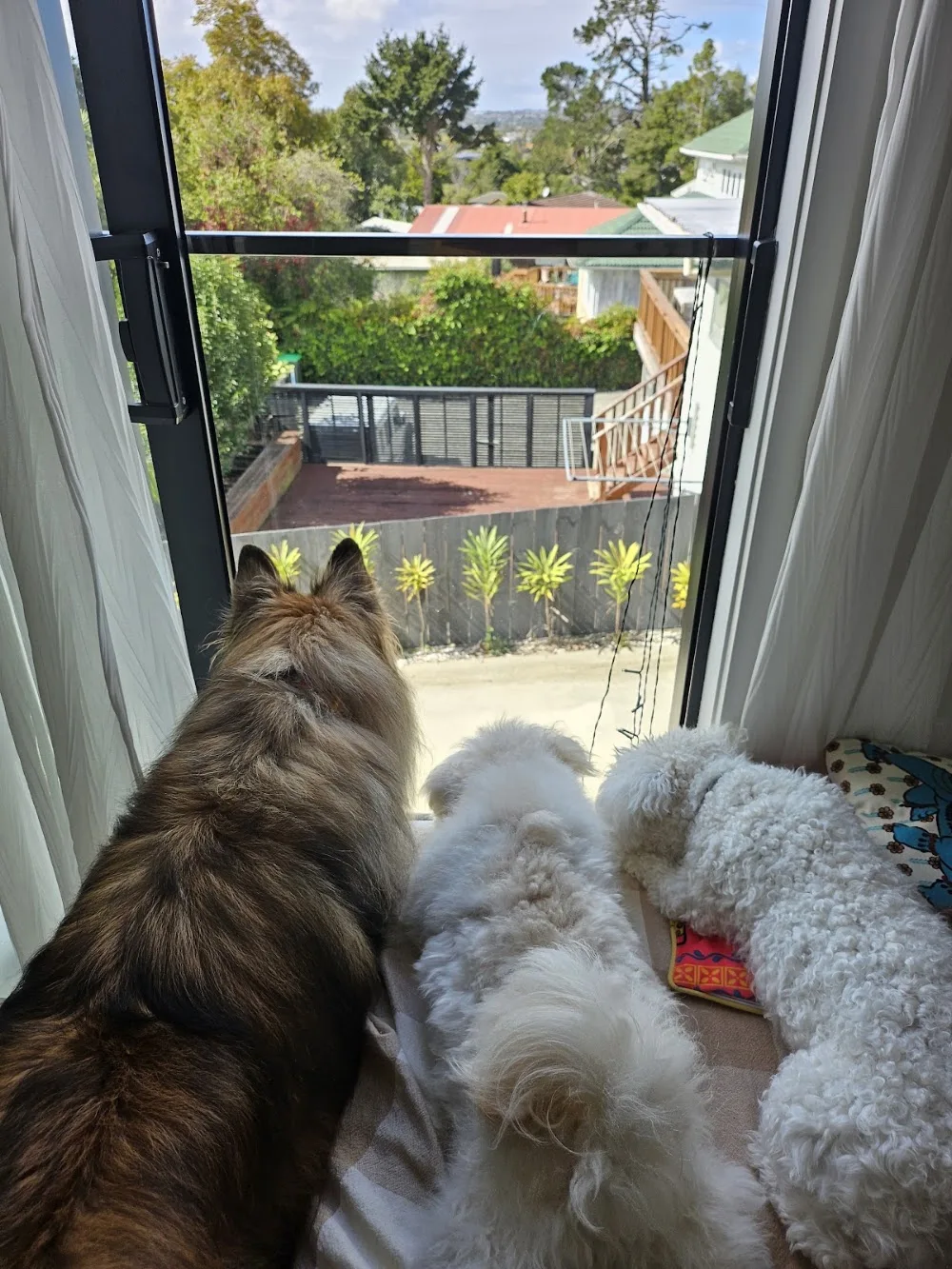 Happy Tails Auckland - Auckland pet otel görseli 3