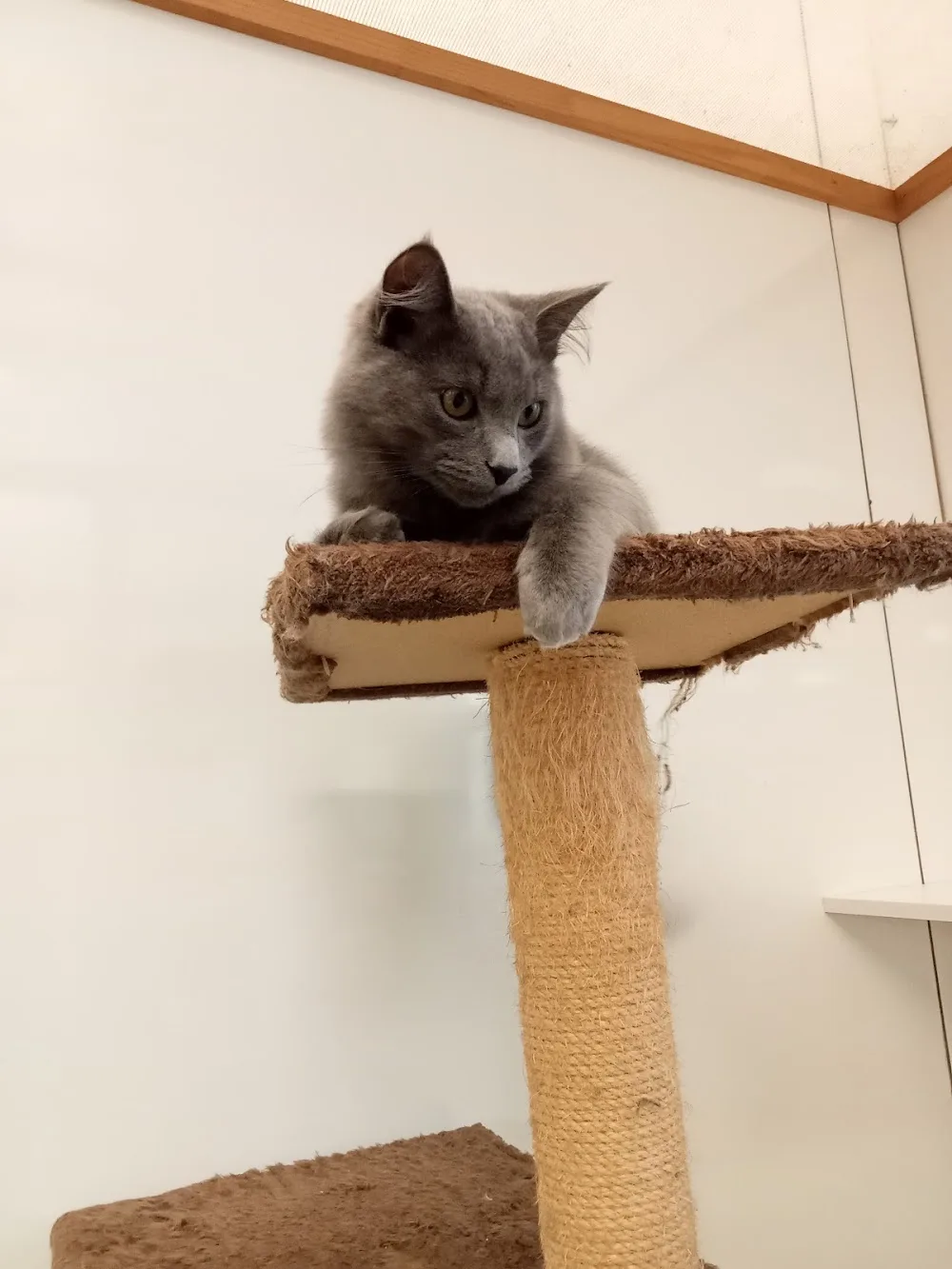 Karakakat Boarding Cattery - Auckland pet otel