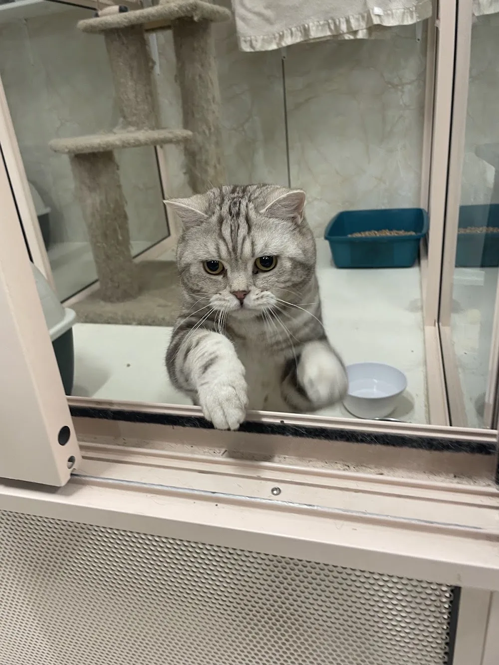 Karakakat Boarding Cattery - Auckland pet otel görseli 3