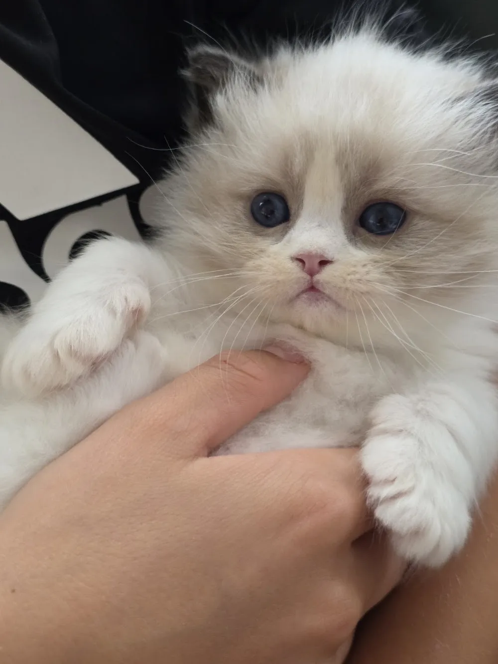 Kiwimagic Ragdolls - Auckland pet otel görseli 3