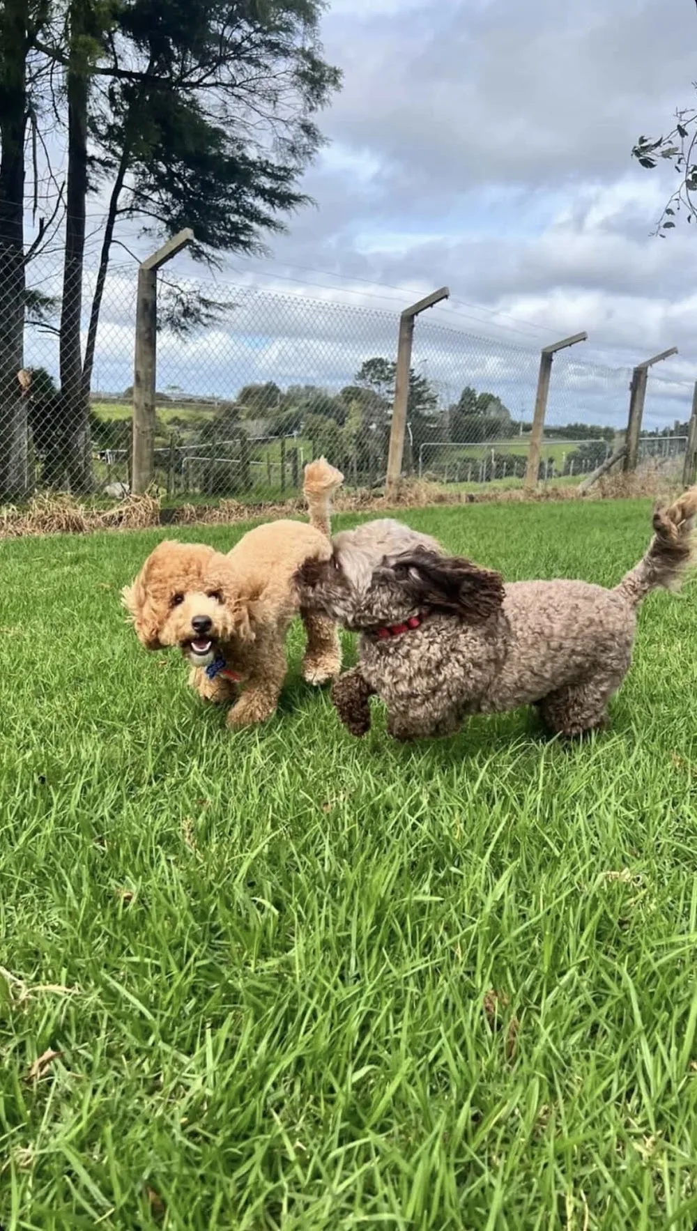 Kumeu Boarding Kennels - Auckland pet otel görseli 2