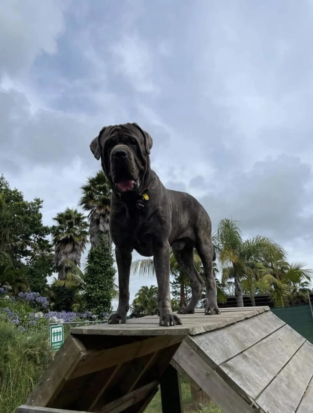 Pets At Whitford Spa & Stay - Auckland pet otel