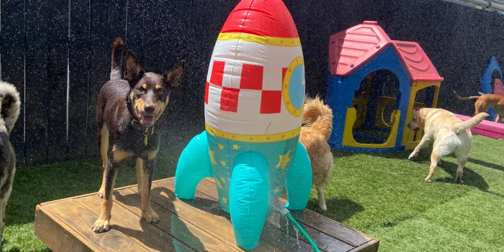 Pets In The City Wairau Park Dog Daycare & Hotel - Auckland pet otel
