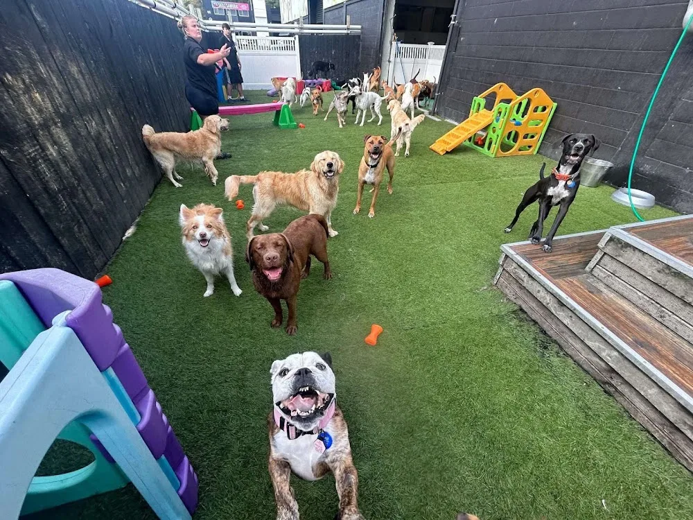 Pets In The City Wairau Park Dog Daycare & Hotel - Auckland pet otel görseli 3