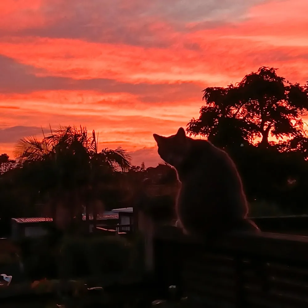 Pets In The City Wairau Park Dog Daycare & Hotel - Auckland pet otel görseli 5