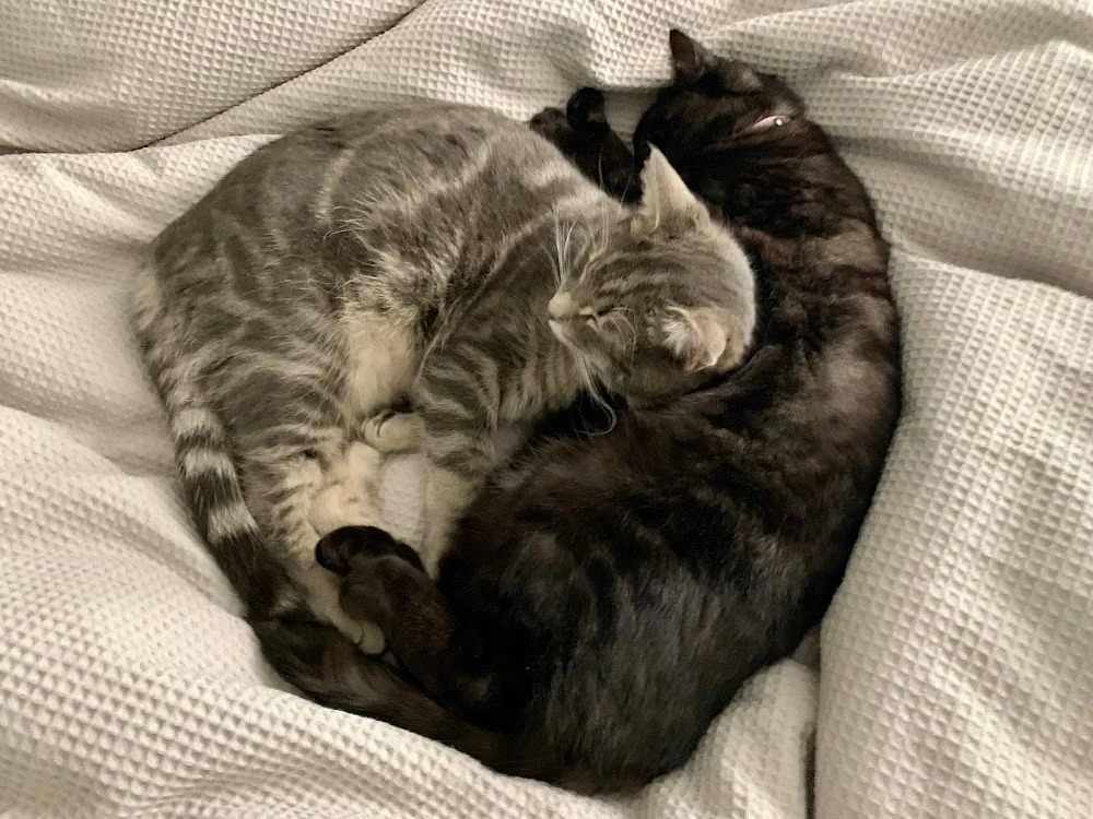 Purrfurred Cattery - Auckland pet otel