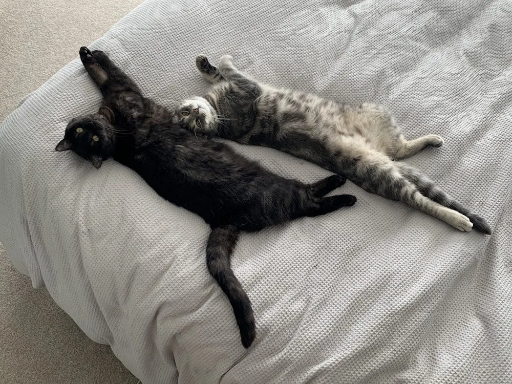 Purrfurred Cattery - Auckland pet otel görseli 3