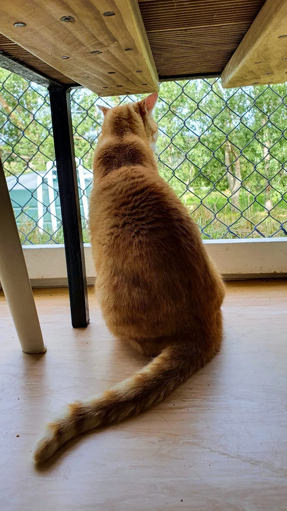 Redvale Boarding Cattery - Auckland pet otel görseli 3