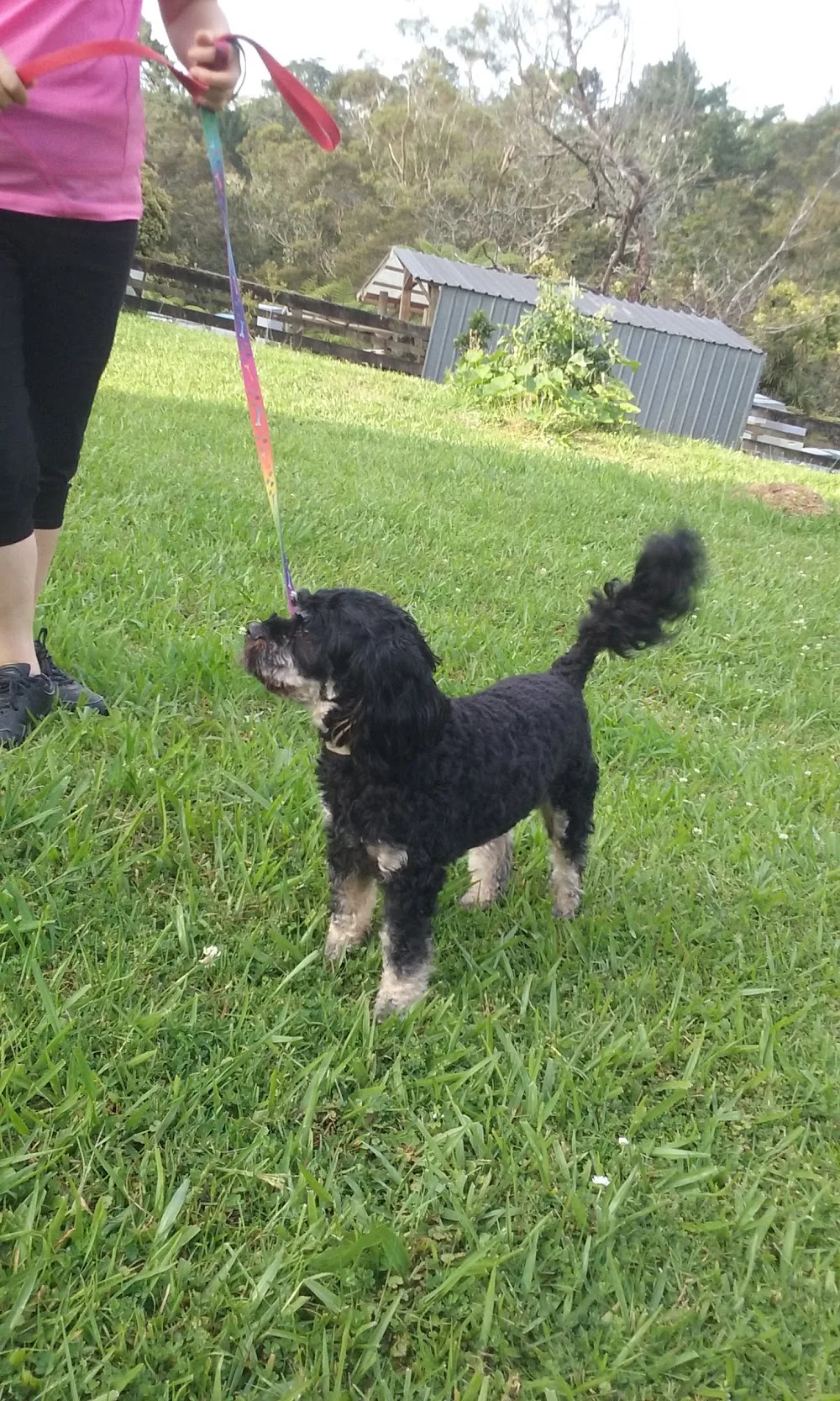 Rowanglen Kennels - Auckland pet otel görseli 3
